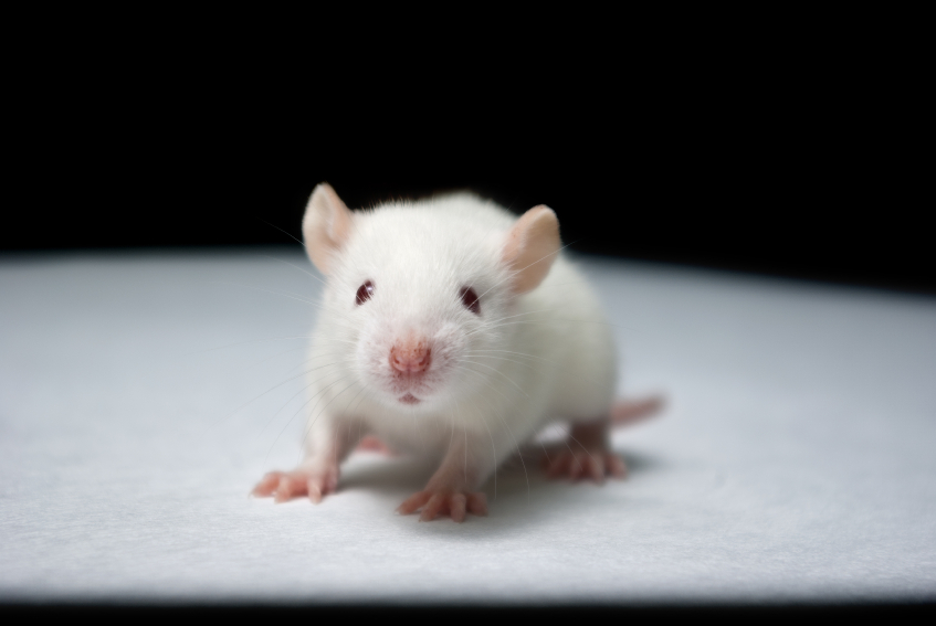 lab rat istock 000016390014small