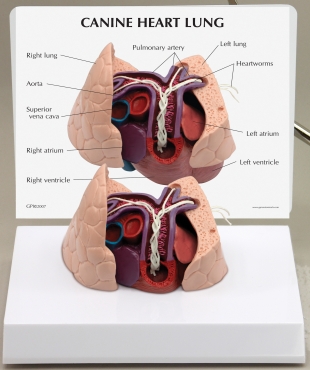 medium_53_90.jpg