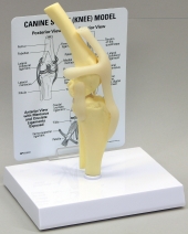 Canine Knee Model by GPI Anatomicals