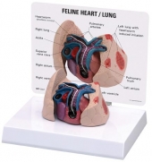 Feline Heart/Lung Model by GPI Anatomicals