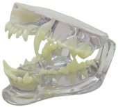 Clear Canine Jaw Model by GPI Anatomicals