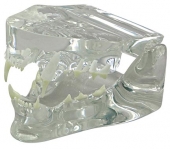 Clear Feline Jaw Model by GPI Anatomicals