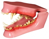 Canine Jaw Model by GPI Anatomicals