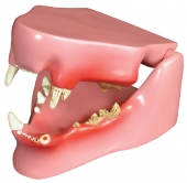 Feline Jaw Model by GPI Anatomicals