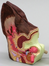 Canine Ear Model by GPI Anatomicals