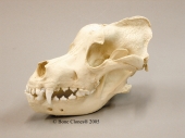Saint Bernard Dog Skull