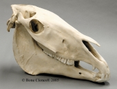 Horse Skull
